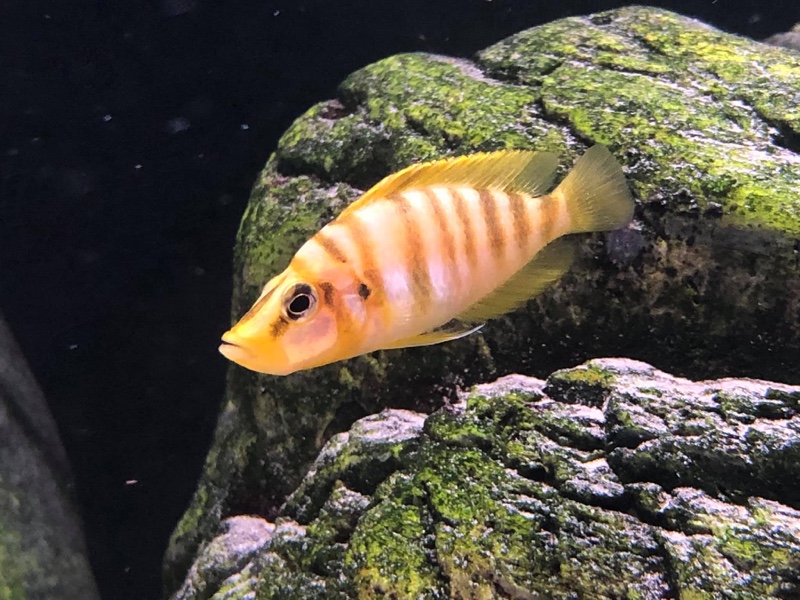 Altolamprologus compressiceps 'Kilima' (Mandarin)